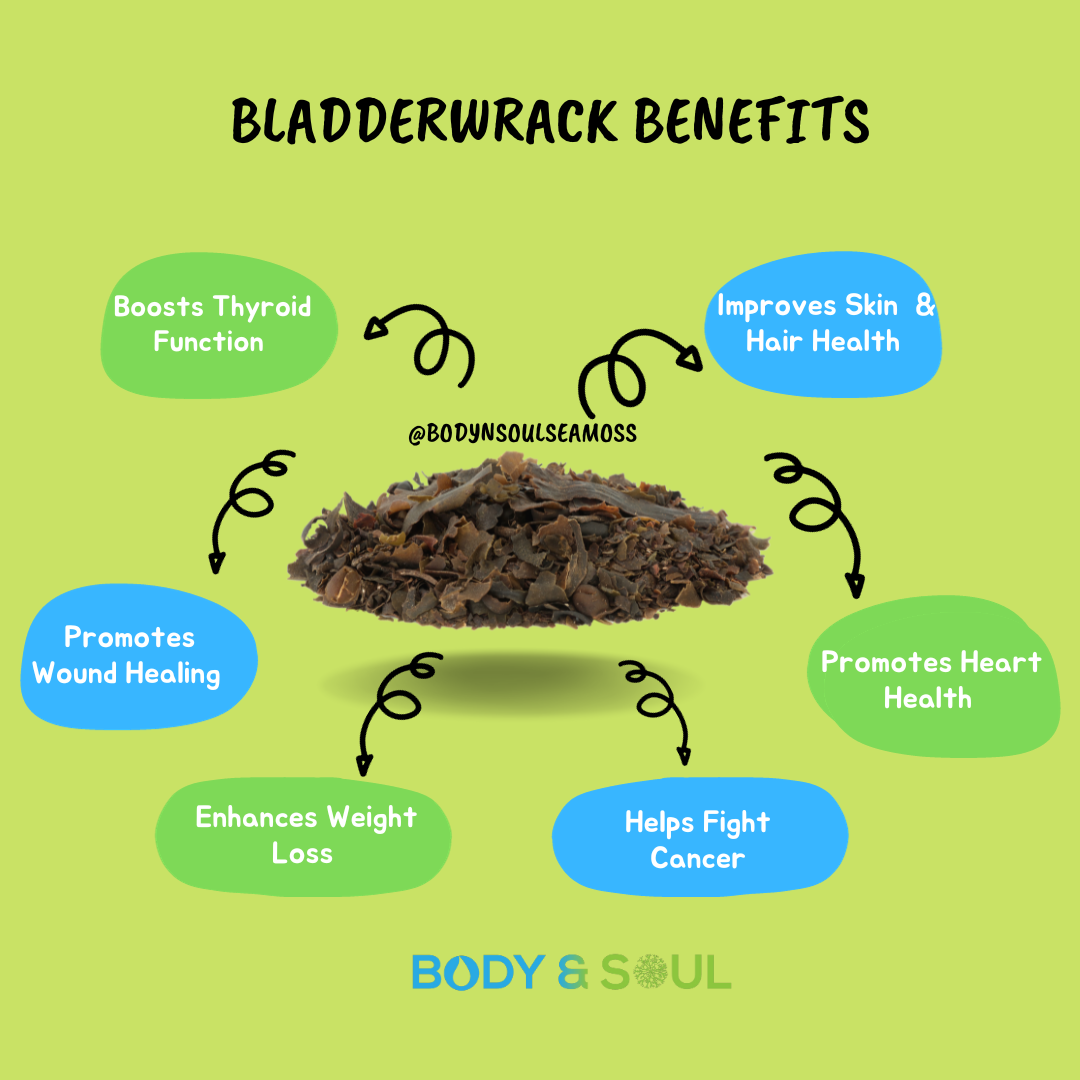 Plain Gold & Bladderwrack